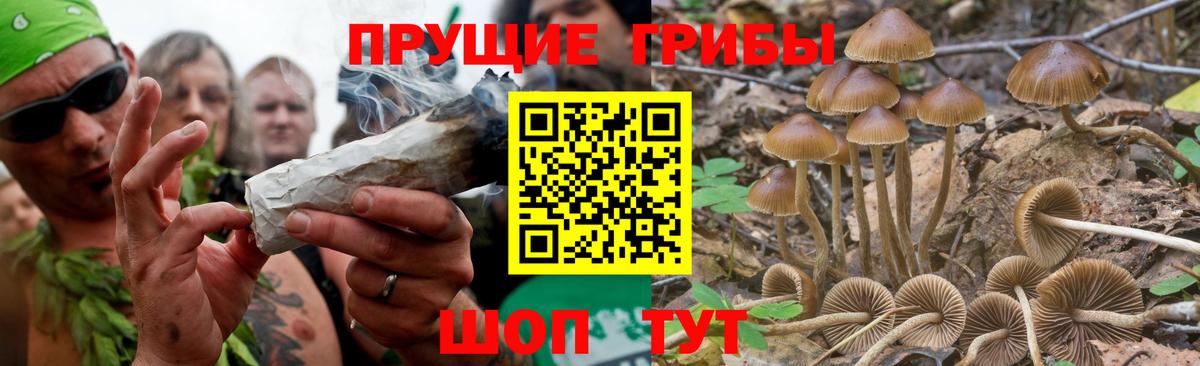 Псилоцибиновые грибы GOLDEN TEACHER Клинцы